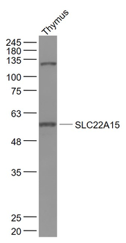SLC22A15 Rabbit Polyclonal Antibody