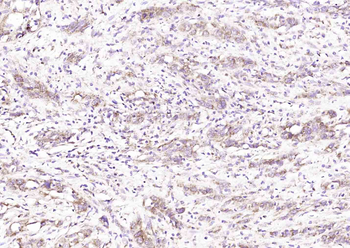 SLC30A2 Rabbit Polyclonal Antibody