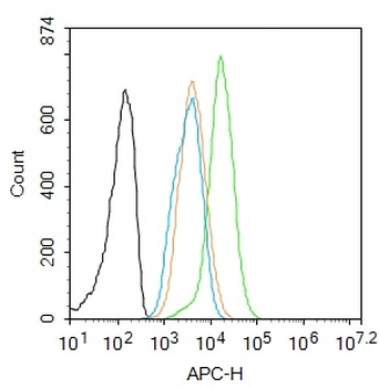 Phospho-Smad2 (Ser250) Rabbit Polyclonal Antibody