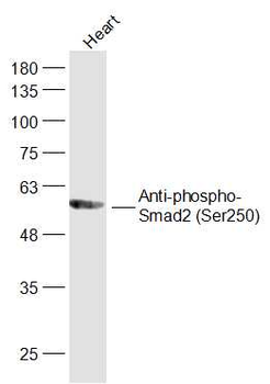 Phospho-Smad2 (Ser250) Rabbit Polyclonal Antibody