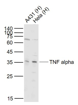 TNF alpha Rabbit Polyclonal Antibody