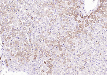 COX4I1 Mouse Monoclonal Antibody (Mitochondrial Loading Control)