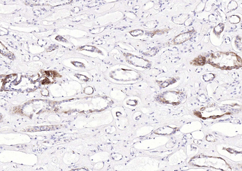 COX4I1 Mouse Monoclonal Antibody (Mitochondrial Loading Control)