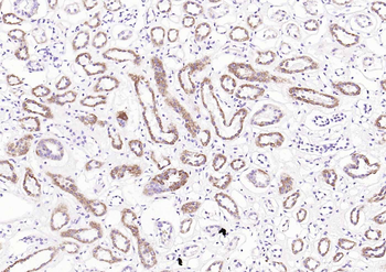 COX4I1 Mouse Monoclonal Antibody (Mitochondrial Loading Control)