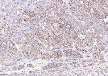 COX4I1 Mouse Monoclonal Antibody (Mitochondrial Loading Control)