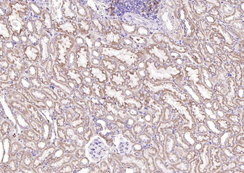 COX4I1 Mouse Monoclonal Antibody (Mitochondrial Loading Control)