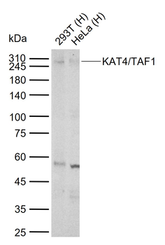 KAT4/TAF1 Rabbit Polyclonal Antibody