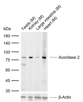 Aconitase 2 Rabbit Polyclonal Antibody