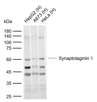 Synaptotagmin 1 Rabbit Polyclonal Antibody