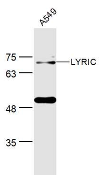 LYRIC Rabbit Polyclonal Antibody