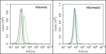 ADAM8 Rabbit Polyclonal Antibody