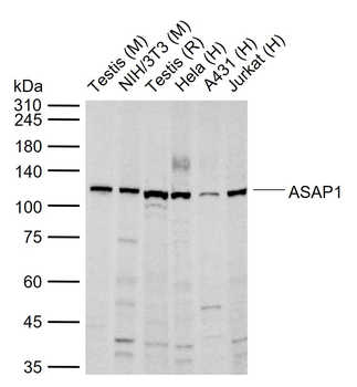 ASAP1 Rabbit Polyclonal Antibody