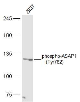 Phospho-ASAP1 (Tyr782) Rabbit Polyclonal Antibody