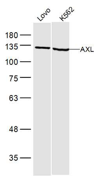 AXL Rabbit Polyclonal Antibody