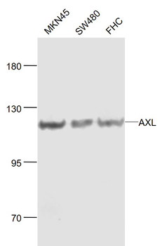 AXL Rabbit Polyclonal Antibody