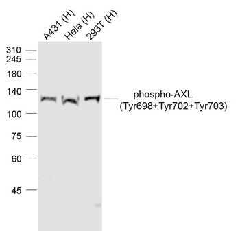 Phospho-AXL (Tyr698+Tyr702+Tyr703) Rabbit Polyclonal Antibody