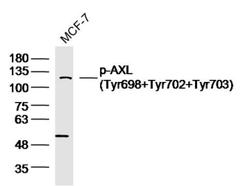Phospho-AXL (Tyr698+Tyr702+Tyr703) Rabbit Polyclonal Antibody