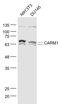 CARM1 Rabbit Polyclonal Antibody