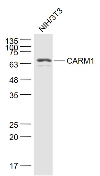 CARM1 Rabbit Polyclonal Antibody