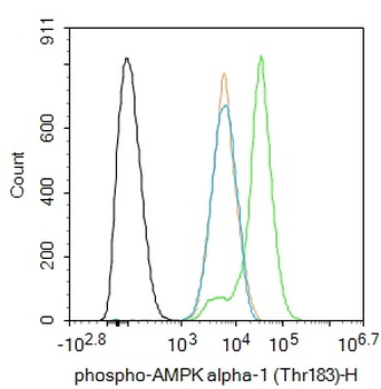 Phospho-AMPK alpha-1 (Thr183) Rabbit Polyclonal Antibody