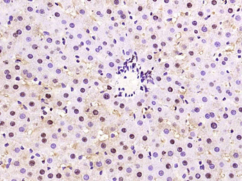 Phospho-AMPK alpha-1 (Thr183) Rabbit Polyclonal Antibody