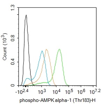 Phospho-AMPK alpha-1 (Thr183) Rabbit Polyclonal Antibody