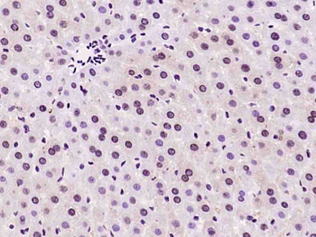 Phospho-AMPK alpha-1 (Thr183) Rabbit Polyclonal Antibody