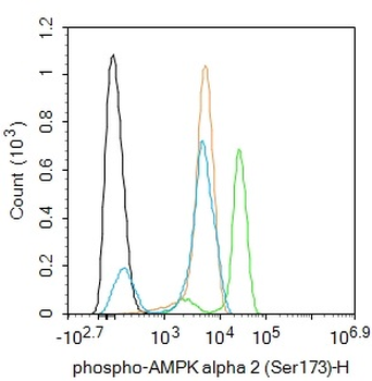 Phospho-AMPK alpha 2 (Ser173) Rabbit Polyclonal Antibody