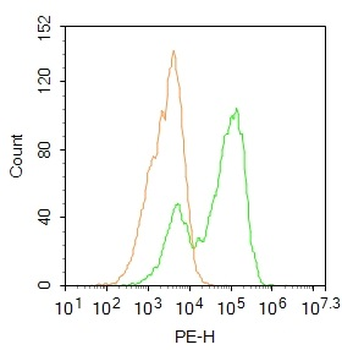 Phospho-AMPK alpha 2 (Ser173) Rabbit Polyclonal Antibody