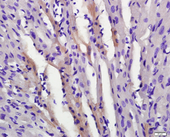 Phospho-AMPK alpha 2 (Ser173) Rabbit Polyclonal Antibody