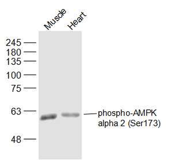 Phospho-AMPK alpha 2 (Ser173) Rabbit Polyclonal Antibody