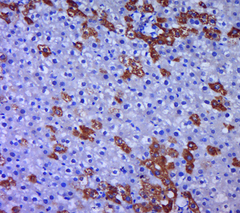 Pancreatic Amylase Rabbit Polyclonal Antibody