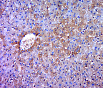 Phospho-PRKD3 (Ser41) Rabbit Polyclonal Antibody