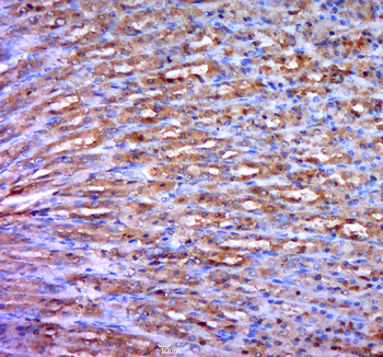 Phospho-PRKD3 (Ser41) Rabbit Polyclonal Antibody