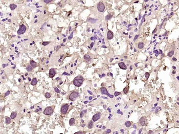 Phospho-DAG1 (Tyr892) Rabbit Polyclonal Antibody