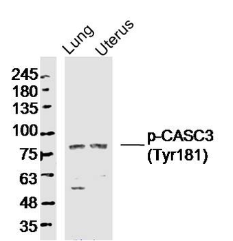 Phospho-CASC3 (Tyr181) Rabbit Polyclonal Antibody