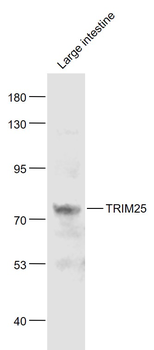 TRIM25 Rabbit Polyclonal Antibody