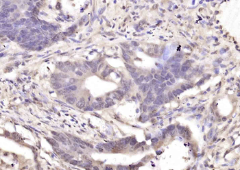 Phospho-TNIK (Ser769) Rabbit Polyclonal Antibody