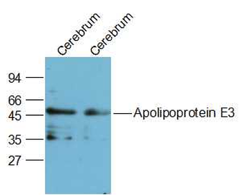 Apolipoprotein E3 Rabbit Polyclonal Antibody