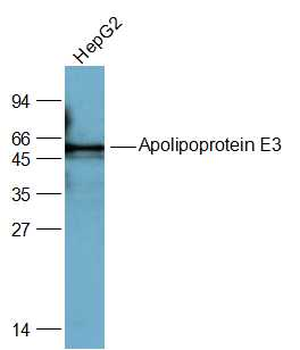 Apolipoprotein E3 Rabbit Polyclonal Antibody
