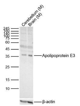 Apolipoprotein E3 Rabbit Polyclonal Antibody