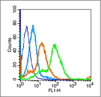 Phospho-Amyloid Precursor Protein (Ser730) Rabbit Polyclonal Antibody