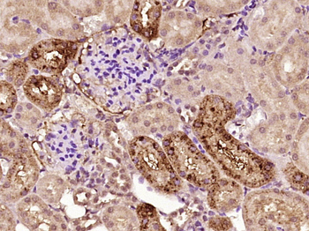 Phospho-AQP2 (Ser269) Rabbit Polyclonal Antibody