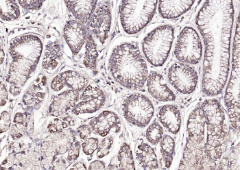 Amphiregulin Rabbit Polyclonal Antibody