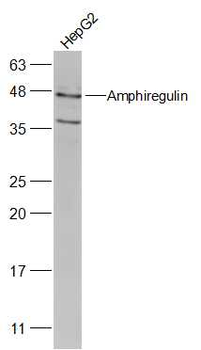 Amphiregulin Rabbit Polyclonal Antibody