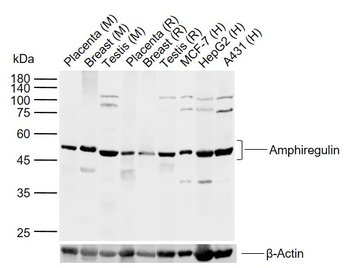 Amphiregulin Rabbit Polyclonal Antibody
