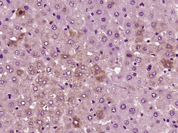 SGPL1 Rabbit Polyclonal Antibody