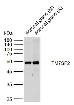 TM7SF2 Rabbit Polyclonal Antibody