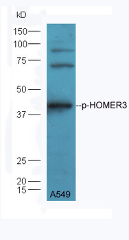 Phospho-HOMER3 (Thr36) Rabbit Polyclonal Antibody