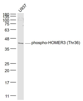 Phospho-HOMER3 (Thr36) Rabbit Polyclonal Antibody